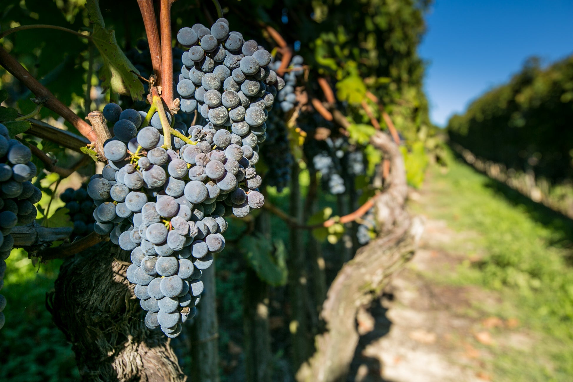 Barolo DOCG 2021, Antico Monastero
