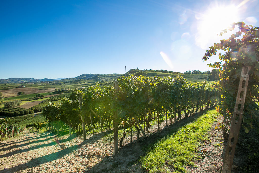 Barbera d'Asti DOCG, Villa Monsignore