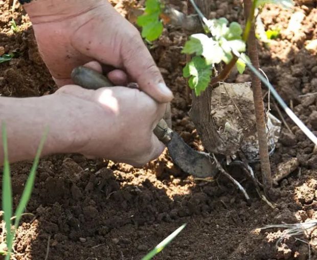 Chassagne-Montrachet 1er Cru AOC Clos Saint Jean 2023, Domaine de la Galopière