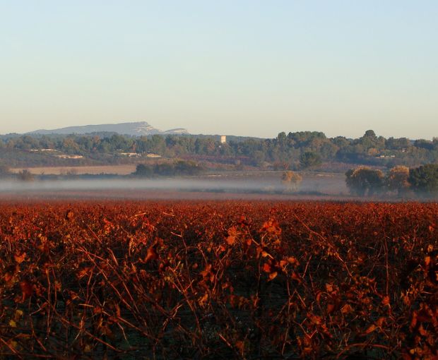 Duché d'Uzes AOP Rouge, Famille Montescaud