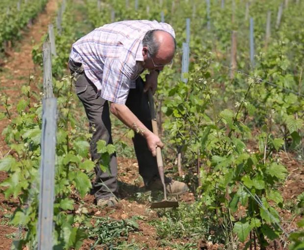 Chassagne-Montrachet 1er Cru AOC Clos Saint Jean 2023, Domaine de la Galopière
