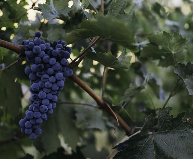 Cabernet Sauvignon Napa 2022, Joseph Phelps