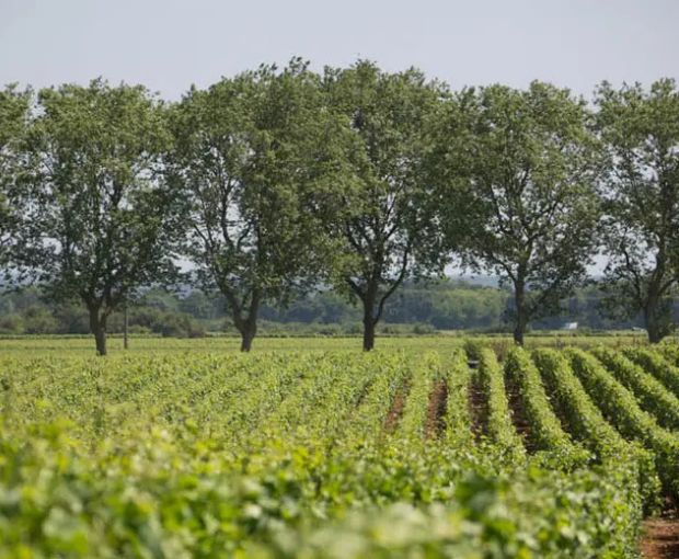 Chassagne-Montrachet AOC 2023, Domaine de la Galopière