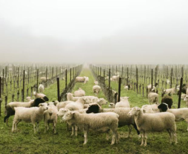 Cabernet Sauvignon Napa 2022, Joseph Phelps