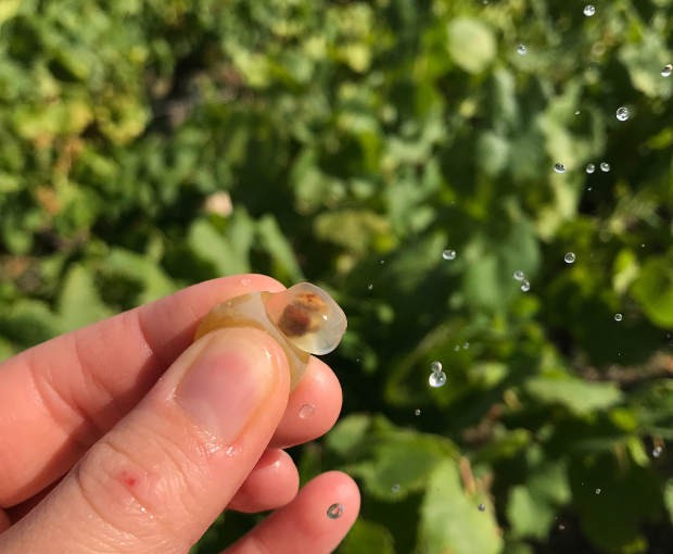 Méthode Traditionnelle AOC Cuvée Signée, Domaine R de la Grange