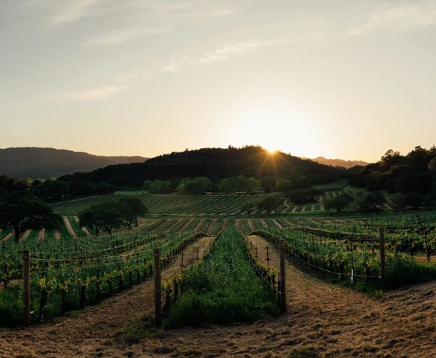 Cabernet Sauvignon Napa 2022, Joseph Phelps