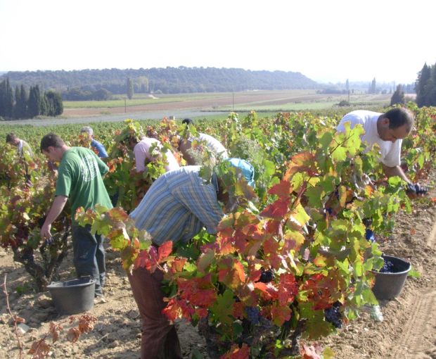 Côtes du Rhône AOC Blanc, Domaine Gigondan M. & Fils