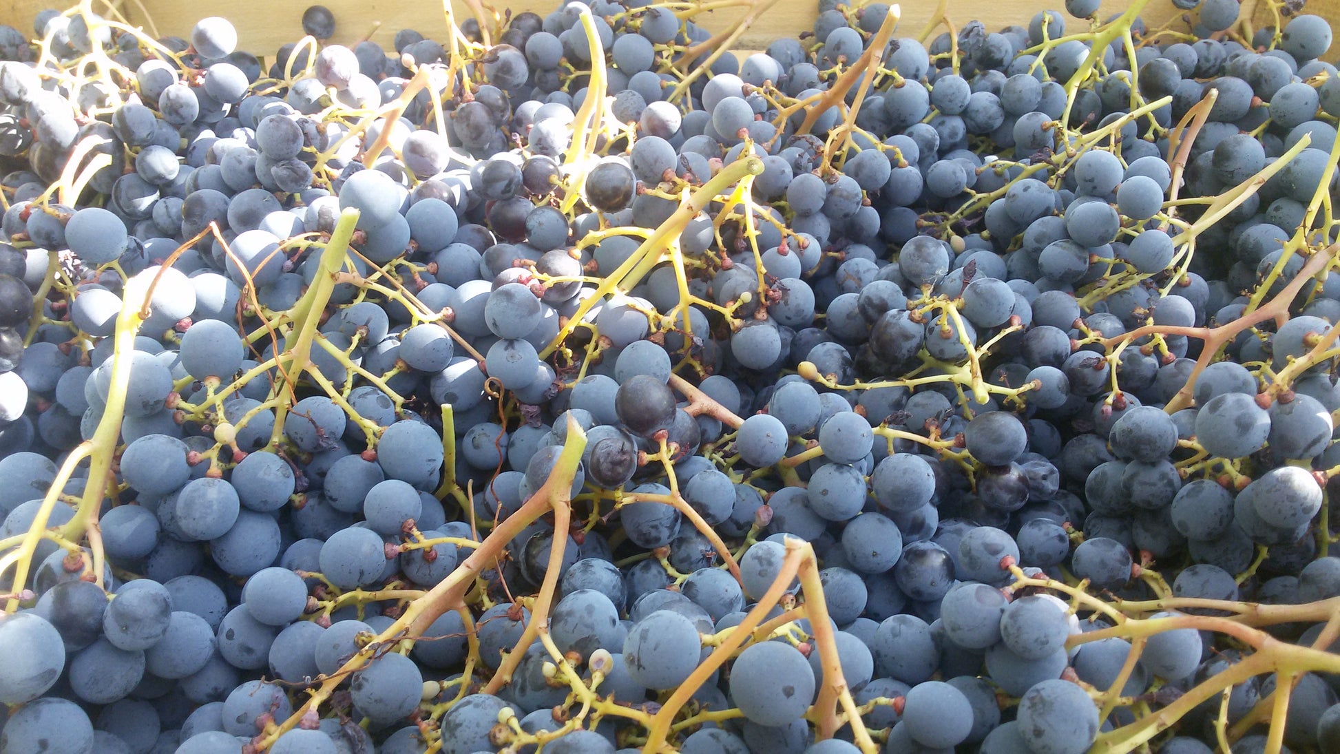 Amarone della Valpolicella DOCG Classico N'C' Rian 2019, Le Bertarole