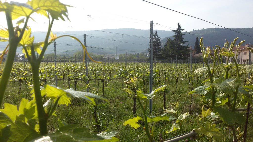 Amarone della Valpolicella DOCG Classico N'C' Rian 2019, Le Bertarole