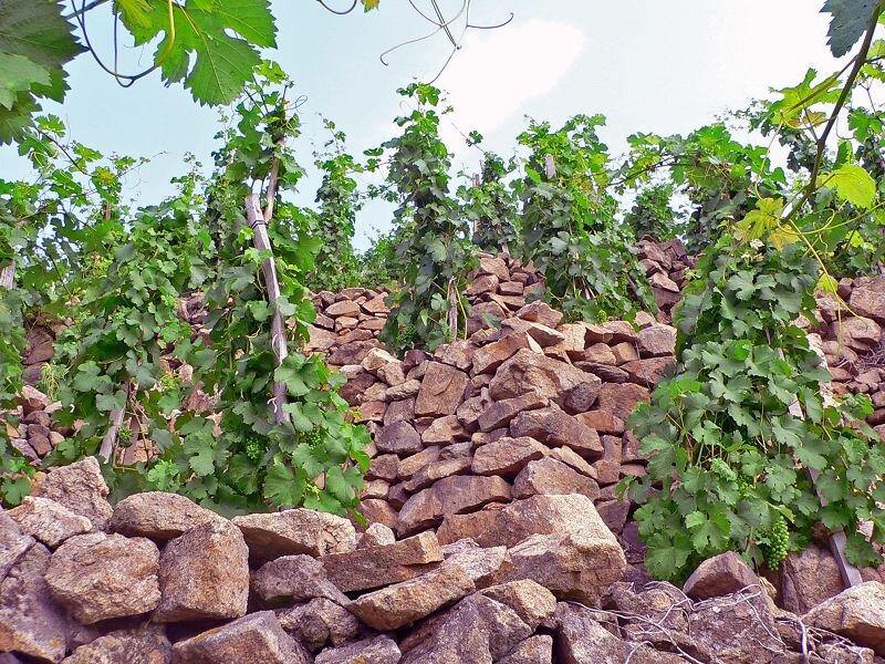 Cornas AOP Allegorie 2016, Domaine Christophe Pichon