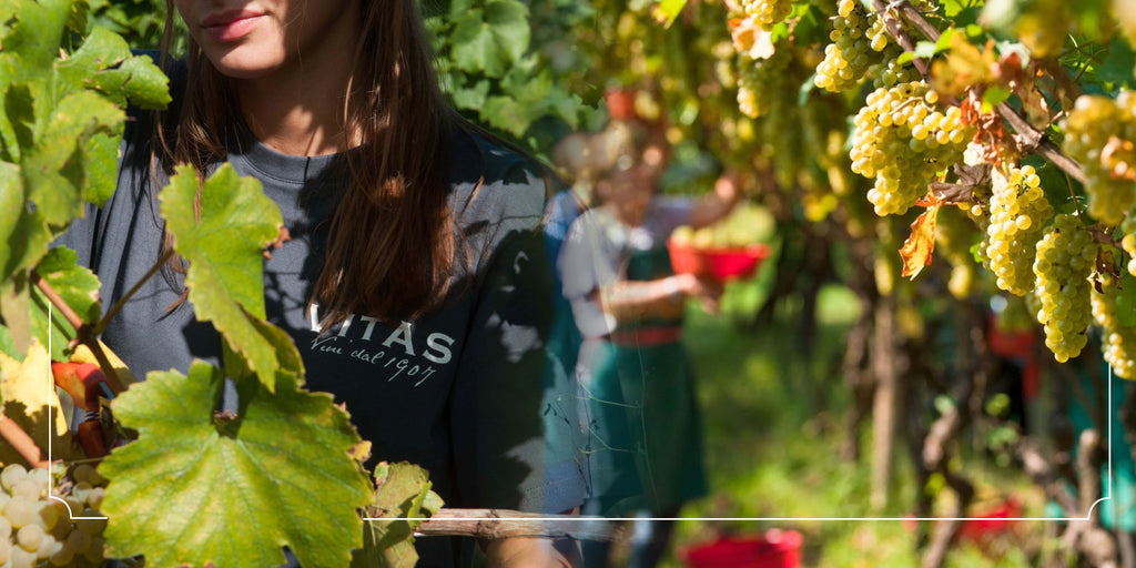 Ribolla Gialla IGT, Villa Vitas