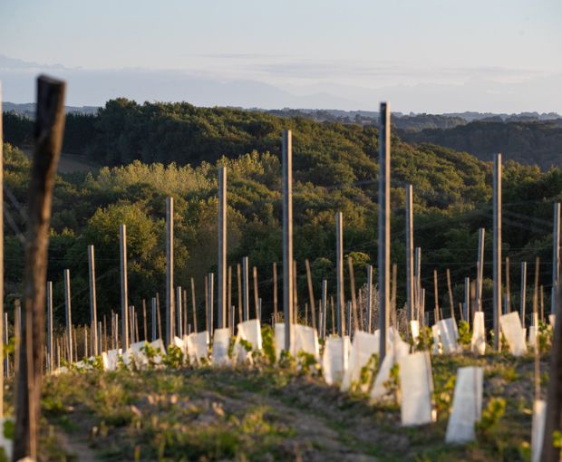 Tursan AOC Rouge, La Cave des Vignerons Landais