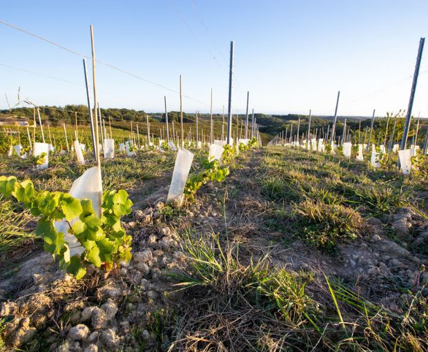 Baroque Terroirs & Cepages d'Exception, La Cave des Vignerons Landais