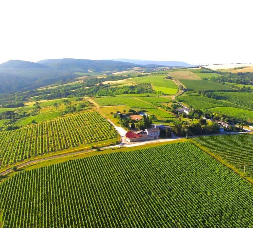 Pinot Grigio single vineyard, Hilltop