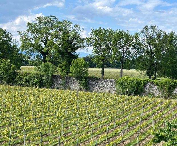 Vin de Savoie Ripaille AOC 2024, Château de Ripaille