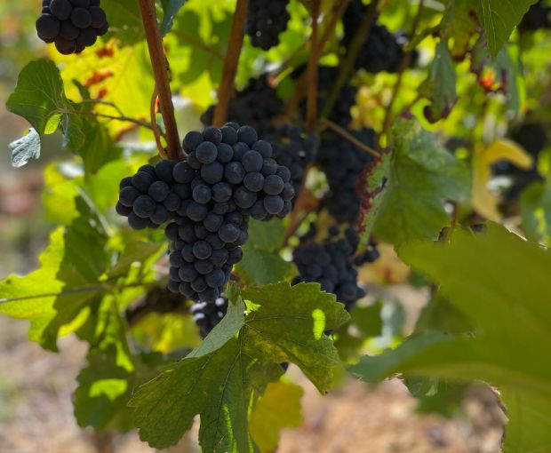 Marsannay AOC Vieilles Vignes Les Duchesses 2021, Jean-Philippe Marchand