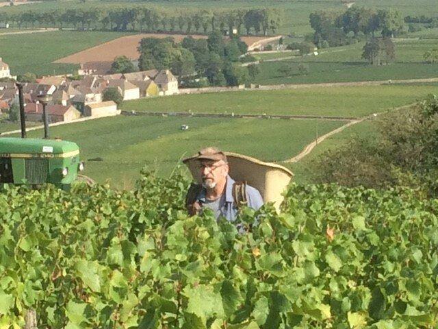 Meursault AOP 2021, Domaine Laboureau