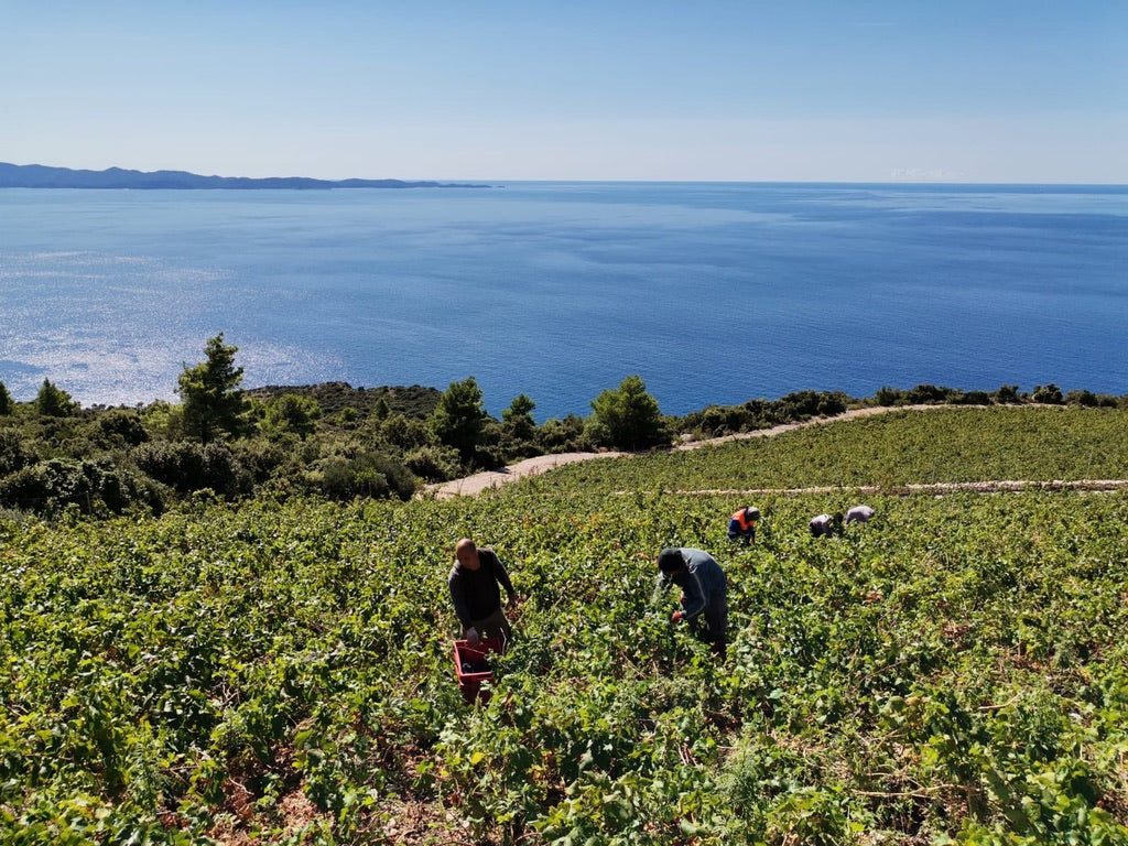 Posh Sv Ante 2023, Saints Hills