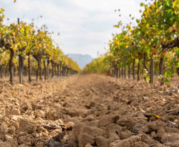 Cava Brut D.O. Sogas Mascaró