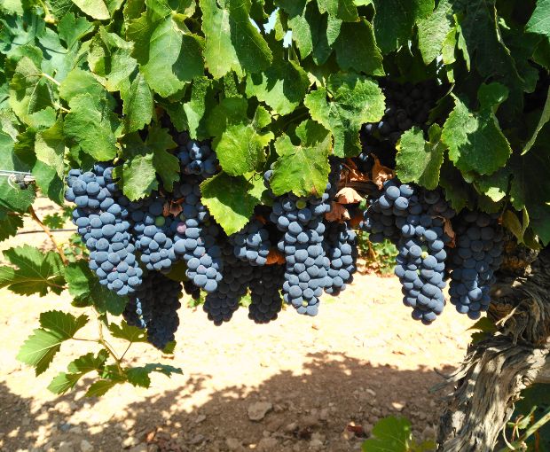 Tempranillo DO La Mancha, Haza del Palo