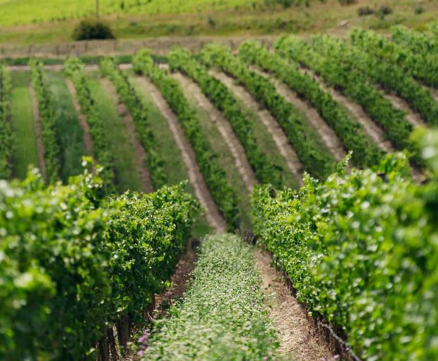 Chardonnay, Cloudy Bay