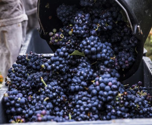 Champagne Armand de Brignac Ace of Spades