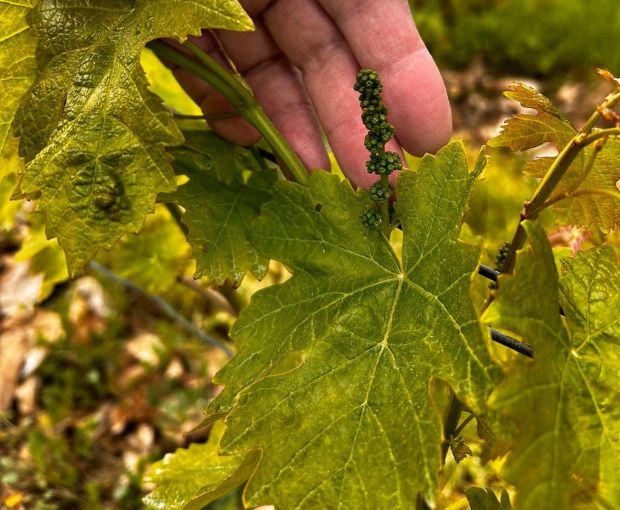 Vin de Savoie Ripaille AOC 2024, Château de Ripaille