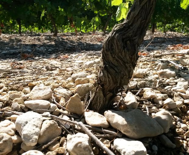 Duché d'Uzes White AOP, Famille Montescaud