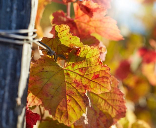 Noval Fine Ruby Port, Quinta Do Noval