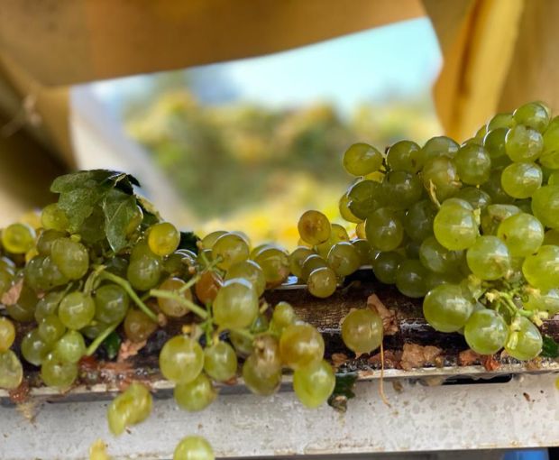 Côtes de Provence AOC Rosé, Château La Vivonne