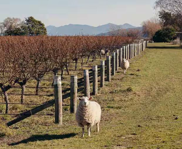 Chardonnay, Cloudy Bay