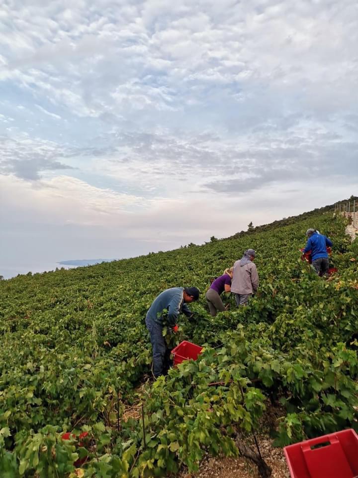 Posh Sv Ante 2023, Saints Hills