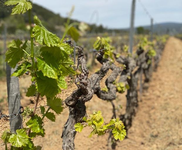 Côtes de Provence AOC Rosé, Château La Vivonne