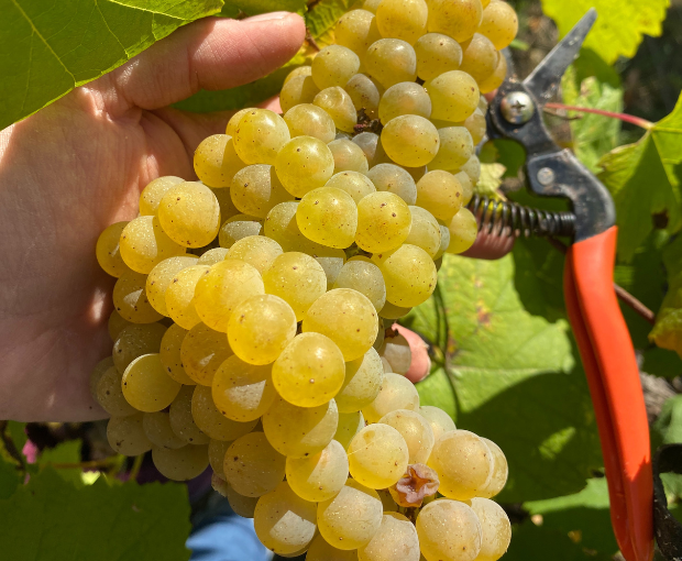 HALF Muscadet Sèvre & Maine AOC sur Lie Vieilles Vignes, Domaine R de la Grange