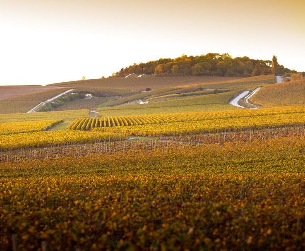 Champagne Pol Roger White Foil