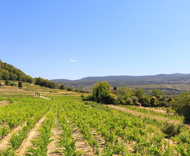 Côtes de Provence AOC Rosé, Château La Vivonne