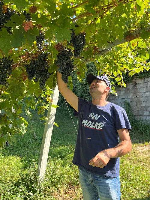 Amarone della Valpolicella DOCG Classico N'C' Rian 2019, Le Bertarole