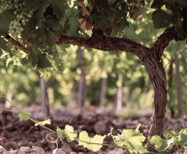 Whispering Angel Rosé 2024, Château d'Esclans