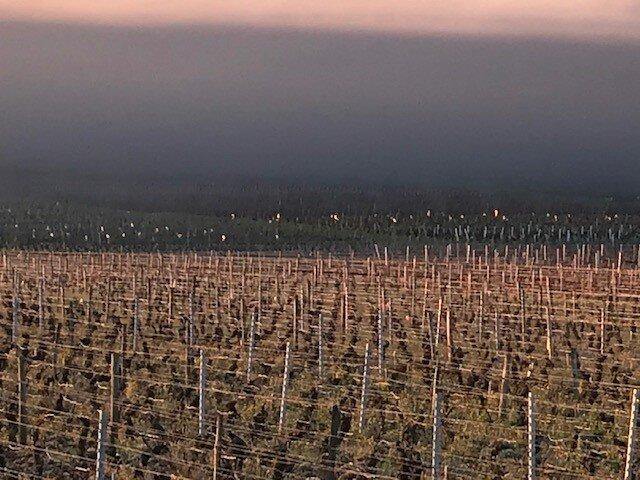 Meursault AOP 2021, Domaine Laboureau