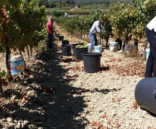 Encosta do Vale Galego Colheita Tinto, Adega Marques Cordeiro