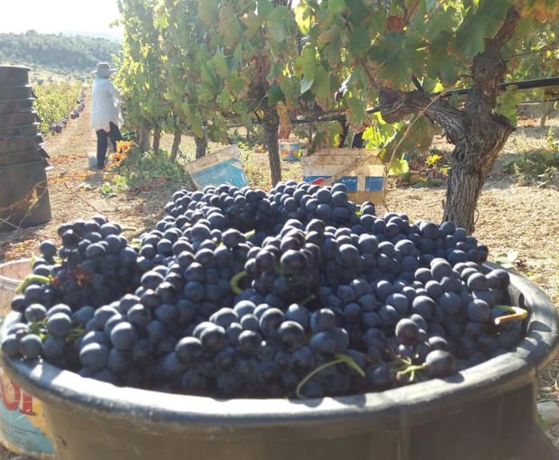 Encosta do Vale Galego Touriga National IG Tejo 2015, Adega Marques Cordeiro