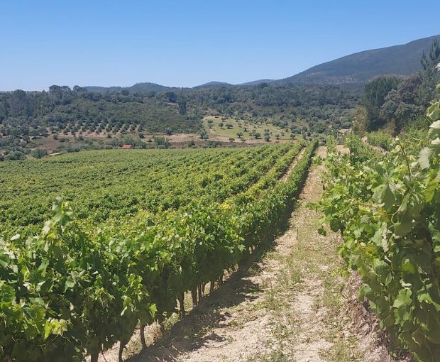 Encosta do Vale Galego Colheita Branco, Adega Marques Cordeiro