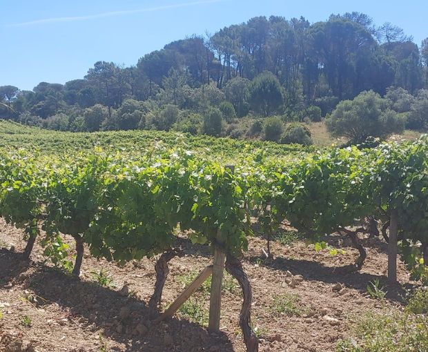 Encosta do Vale Galego Touriga National IG Tejo 2015, Adega Marques Cordeiro