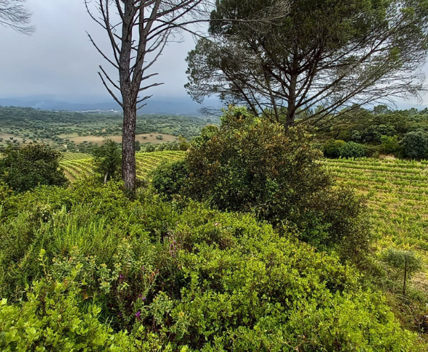 Encosta do Vale Galego Rosé, Adega Marques Cordeiro