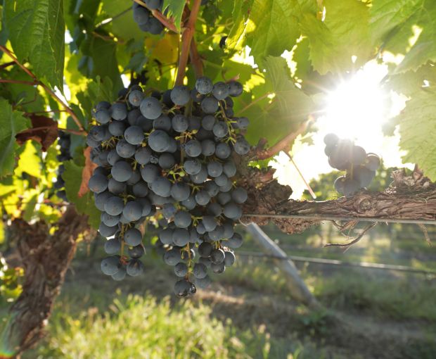 Malbec Reserva, Alta-Yari