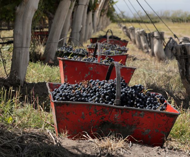 Malbec Reserva, Alta-Yari