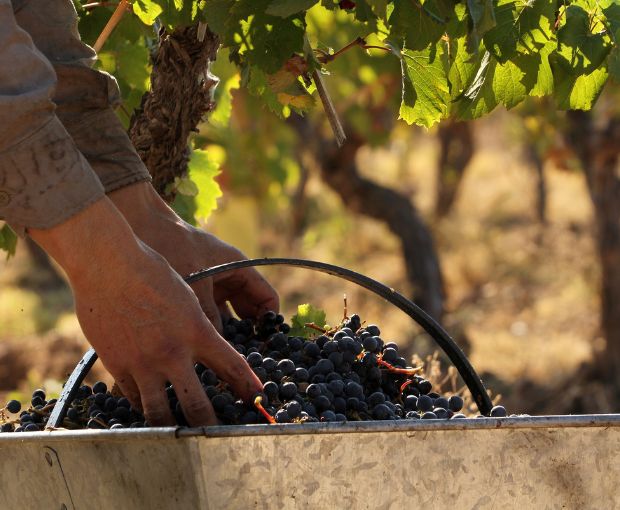 Cabernet Sauvignon Reserva, Alta-Yari