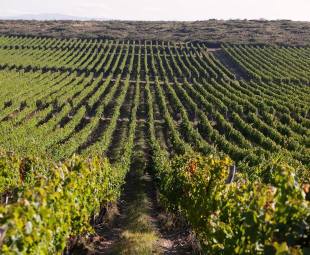 Gran Calcareo Malbec 2023, Alta-Yari