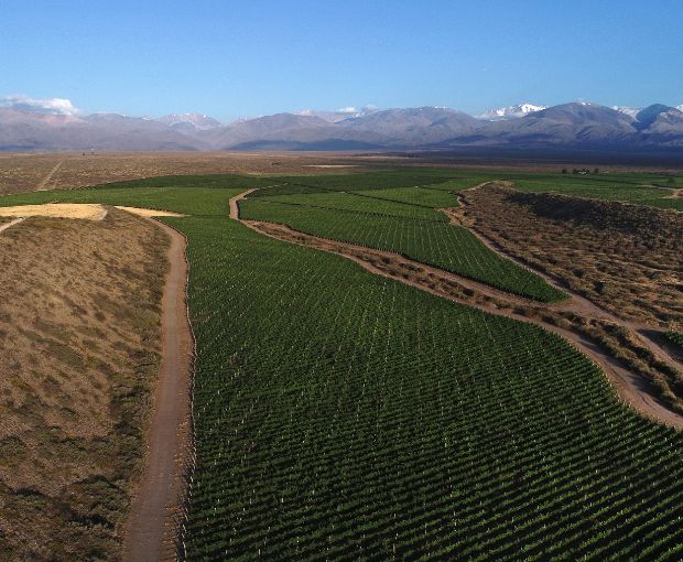 Gran Calcareo Malbec 2023, Alta-Yari