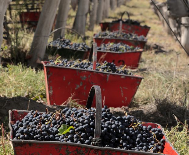 Gran Calcareo Malbec 2023, Alta-Yari